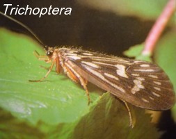 Trichoptera